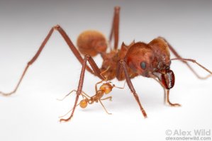 Ну, да. Чем оно противоречит моим словам? 
Танк без тыла тоже ничего не значит - горючка кончится и капут.

У многих видов есть специализация боевая, у насекомых так поголовно. 
Они тоже без "тыла" - никто. Но в суровых условиях они нужны как боевая единица.

Вот у львов - самцы так. 

Даже бабуины стаей ходят так - спереди три четыре самца разведки, потом стая в окружении самцов (которые кидаются атаковать хищника, если тот появился), а в окружении охраны - самочки с детьми.
Бабуины даже с волками геладами симбиотически живут - гелады выступают разведкой тоже.