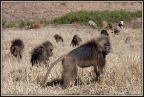 Ну, да. Чем оно противоречит моим словам? 
Танк без тыла тоже ничего не значит - горючка кончится и капут.

У многих видов есть специализация боевая, у насекомых так поголовно. 
Они тоже без "тыла" - никто. Но в суровых условиях они нужны как боевая единица.

Вот у львов - самцы так. 

Даже бабуины стаей ходят так - спереди три четыре самца разведки, потом стая в окружении самцов (которые кидаются атаковать хищника, если тот появился), а в окружении охраны - самочки с детьми.
Бабуины даже с волками геладами симбиотически живут - гелады выступают разведкой тоже.