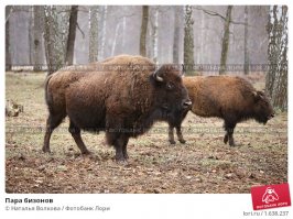 Лишне говорить, что у массы животных всё тоже самое.