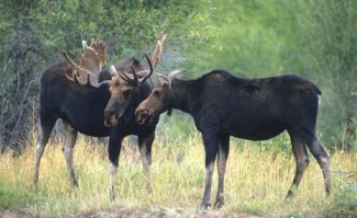 Лишне говорить, что у массы животных всё тоже самое.