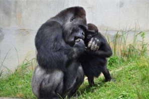 Лишне говорить, что у массы животных всё тоже самое.