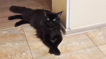 А у моего котенка всегда такая мордень, как будто офигивает от собственной н.е.в.ъ.е.б.е.н.н.о.с.т.и.!!!!:)

Фидель 8 месяцев