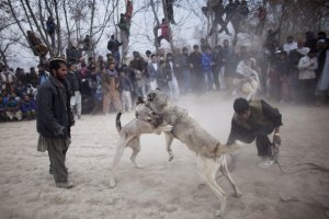 все зависит от хозяина собаки. как он ее воспитывает, то и получается