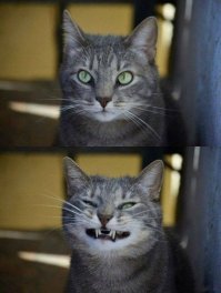 Смешные псинки)))