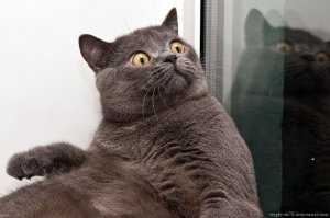 Простите-извините! Этот котенок всегда выглядит так, будто очень сожалеет о чем-то