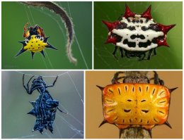 Это пауки-печеньки))