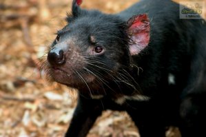 Когда ты говоришь, что не хочешь полгода бесплатно работать в далеких ибинях без инета и еды, где-то на острове Матсайкер одиноко грустит один Тасманский дъявол...