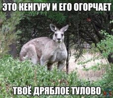 Британская семья попала в плен к кенгуру!