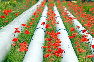 только тут красиво..ну пока цветут