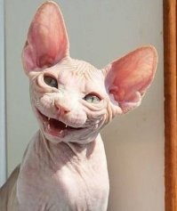 Счастливый опоссум стал звездой интернета