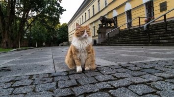 Почему ценнее кошки для петербуржцев зверя нет