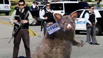 Счастливый опоссум стал звездой интернета