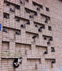 Птицы и город