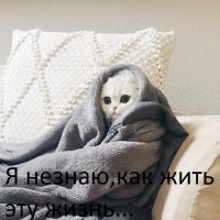 Простите-извините! Этот котенок всегда выглядит так, будто очень сожалеет о чем-то