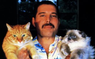 Котики и их мужчинки