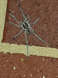 На днях у меня объявился сосед пару недель назад - выскочил из-под веранды, когда я ее из шланга мыла. Очень был недоволен. Сидел на стене и лапки сушил: на фото как раз видно, как одеу под себя подогнул и чистит. 

Звать паук-волк. Паутину не плетет, так охотится.