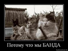 Почему кошки живут сами по себе, а не в стае