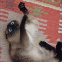Абстрактный кот