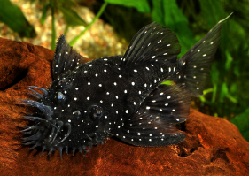 А мне анцитрусы нравятся: