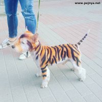 25 животных с самым необычным и красивым окрасом