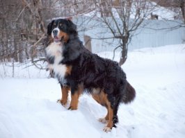 Как денди лондонский одет... :)