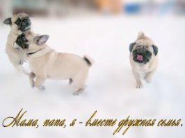 Грустные мопсы