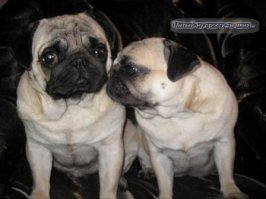 Грустные мопсы