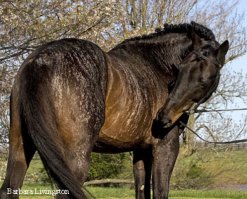 У лошадей бывают действительно необычные масти: чубарость, чалость, зебристость, химеризм.