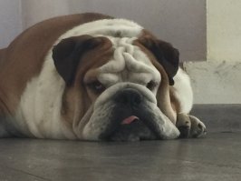 да что же с людьми творится.... бульдоги это же даже не собаки а почти люди, привередливы в содержании, но преданность и интеллект их почти как у человека. Наш интеллигент :)