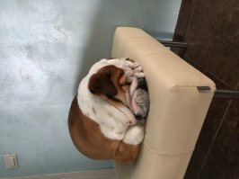 да что же с людьми творится.... бульдоги это же даже не собаки а почти люди, привередливы в содержании, но преданность и интеллект их почти как у человека. Наш интеллигент :)