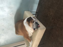 да что же с людьми творится.... бульдоги это же даже не собаки а почти люди, привередливы в содержании, но преданность и интеллект их почти как у человека. Наш интеллигент :)