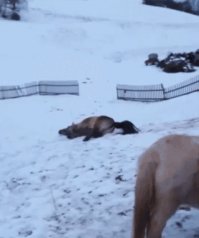 Ой меня прет, меня прет, потому что снег идет...