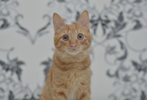 Мой, 6 месяцев