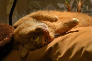 Жизнь котов