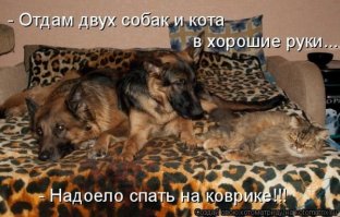 Жизнь котов