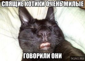 Жизнь котов