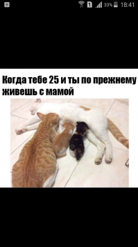 Жизнь котов