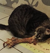 Был я до последнего времени убежденным антикошатником. Но вот недавно завелось в доме позитивное исчадие ада (подозрительно похож на того, что на фотографиях к посту), мать погибла, выкармливали смесью для новрожденных котят (правда, только с 2-х недель - до этого другие). В общем, на фото - ему трех месяцев не исполнилось. В знак особого расположения кусается, как собака. Очень любит баранину.