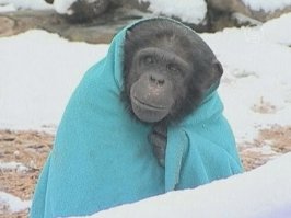 Фотошоп-битва: как Джордж Буш не смог побороть плащ-дождевик