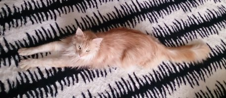 Мой красавец длиннолапый