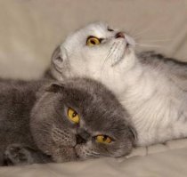 Жизнь котов