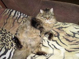 Жизнь котов