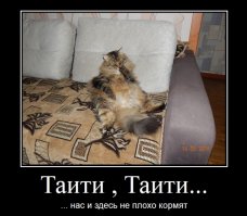 Жизнь котов
