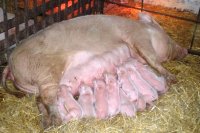 Всё это, конечно, очень мило, но вместе с тем слегка противненько.


С другой стороны, в СССР много чего не было из того, что есть сейчас. Если бы в нашей жизни ничего не менялось, мы бы до сих пор по деревьям прыгали)