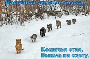 Как это не в стае? Шучу.
