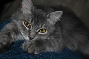 Ну и мои коты, из переменного состава в поиске кото-родителей.