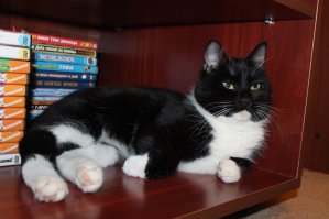 Ну и мои коты, из переменного состава в поиске кото-родителей.