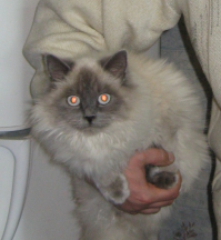 Мамка - перс поинтер, папа - сиам.  Получилось что-то похожее на гималайскую.