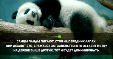 Что то мне это напоминает
