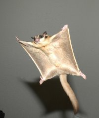 Собаки нашли в грязи это крошечное создание